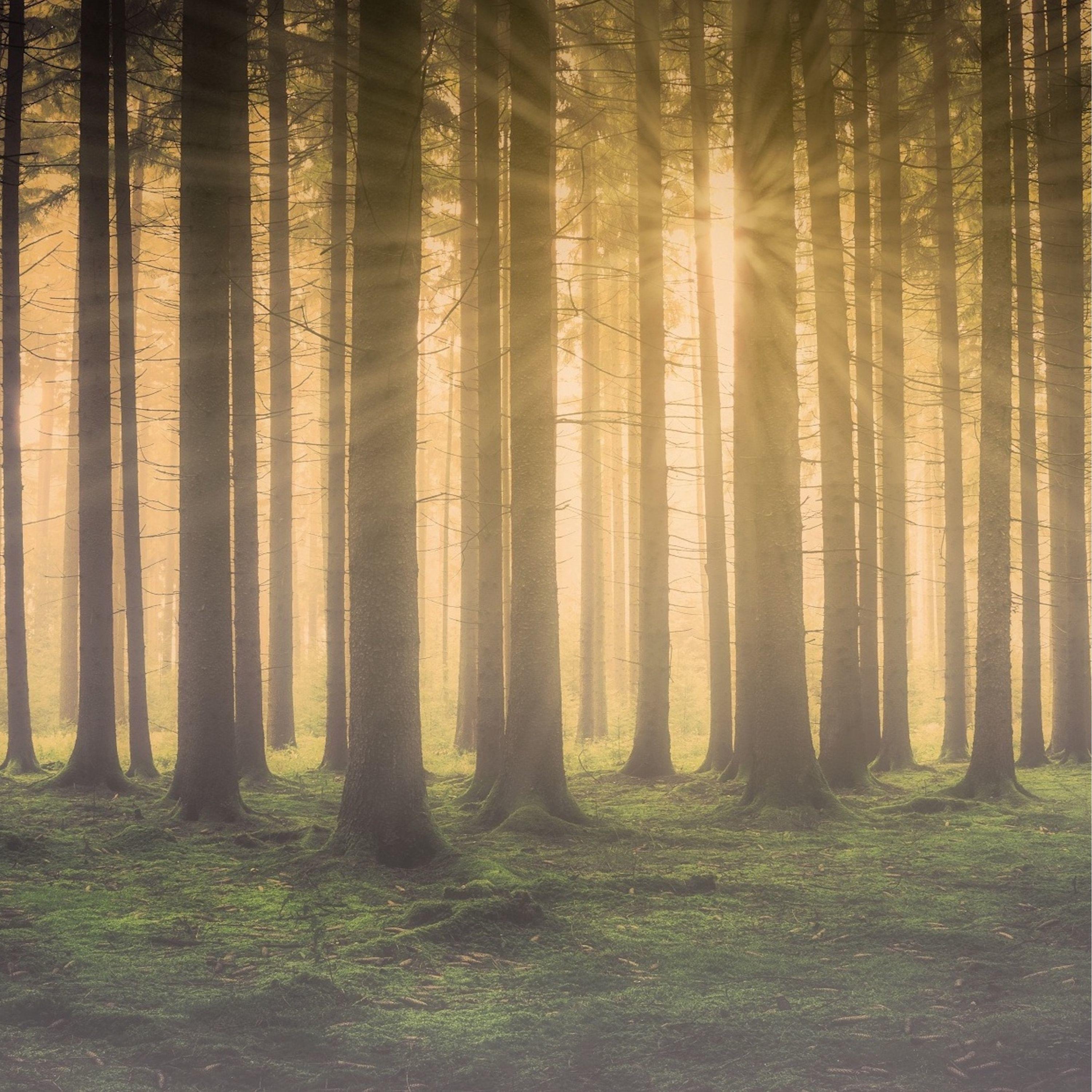 Las Estrellas De Arriba