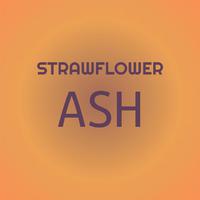 Strawflower Ash