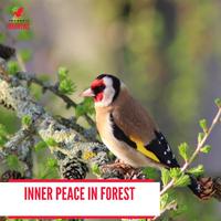 Inner Peace in Forest