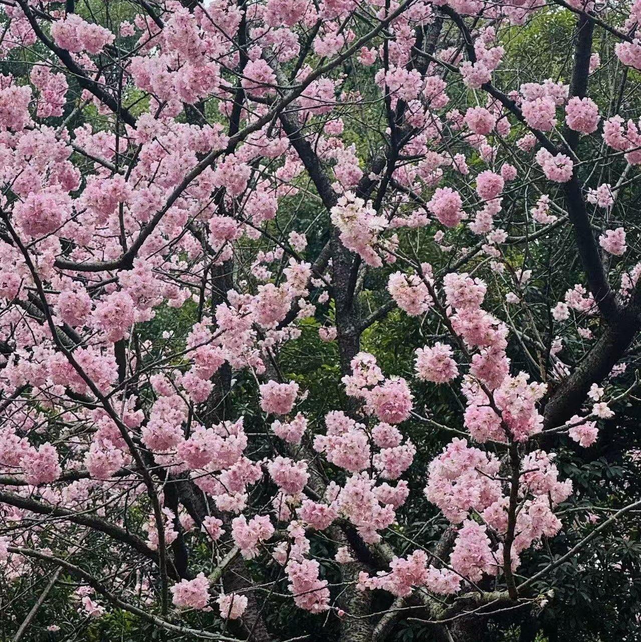 拱手让他封面