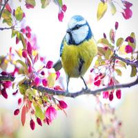 Bird Voices (Nature)