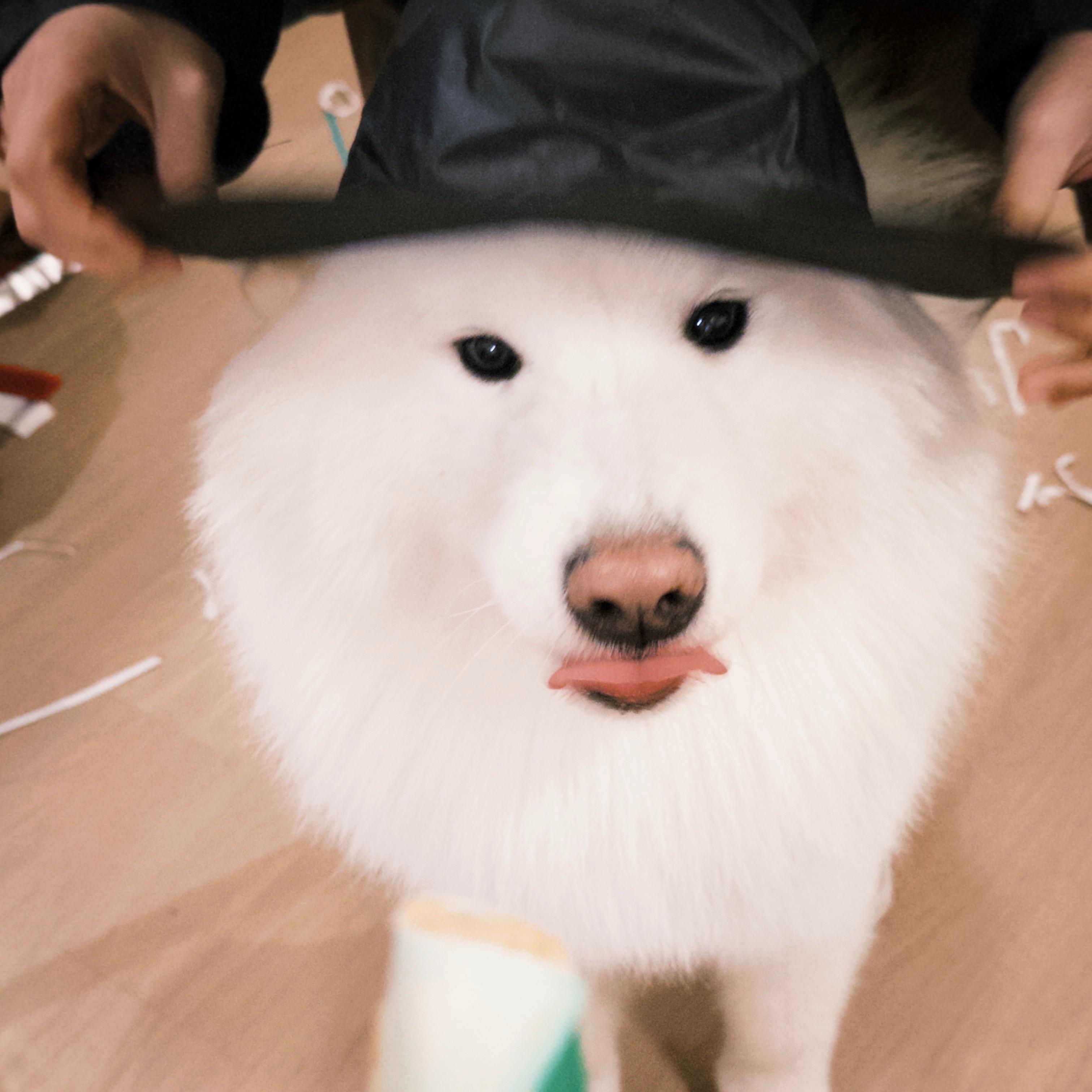 篝火旁封面