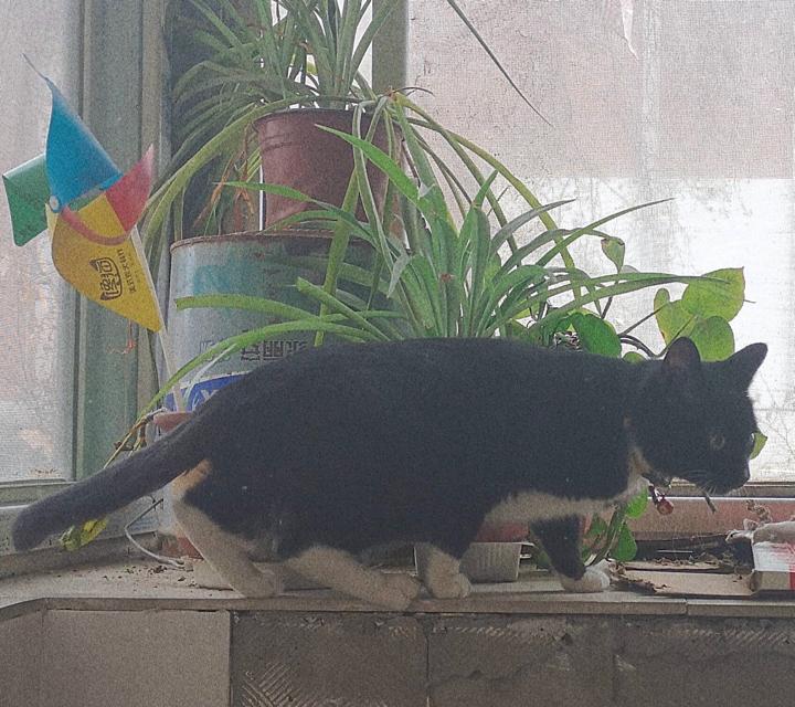 瘦尽灯花