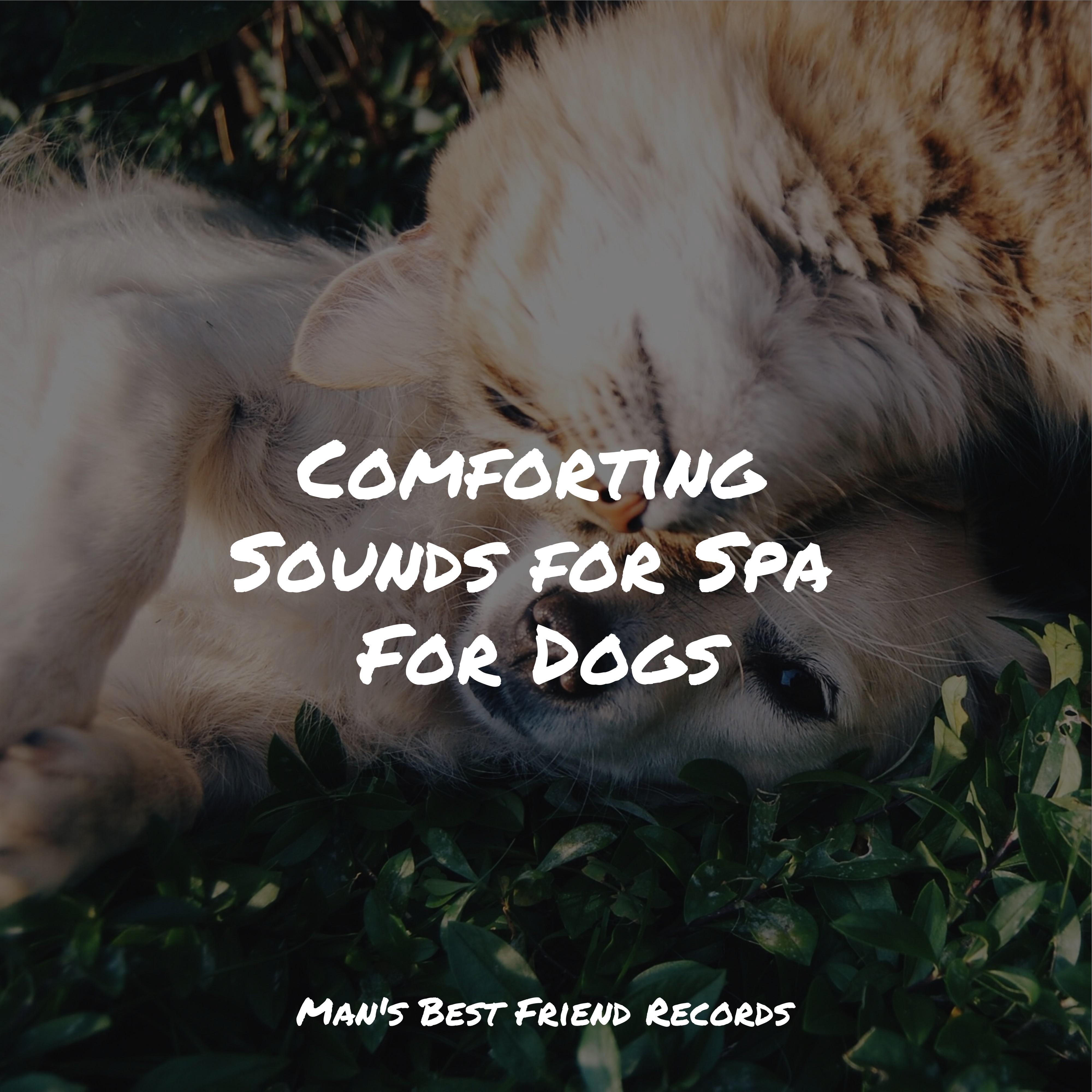 spa-time-music-for-pets-library-music-for-leaving-dogs-home-alone