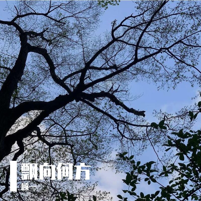 飘向何方 伴奏封面