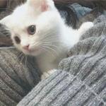 柔情千种