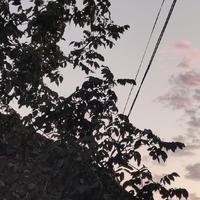 邹清云