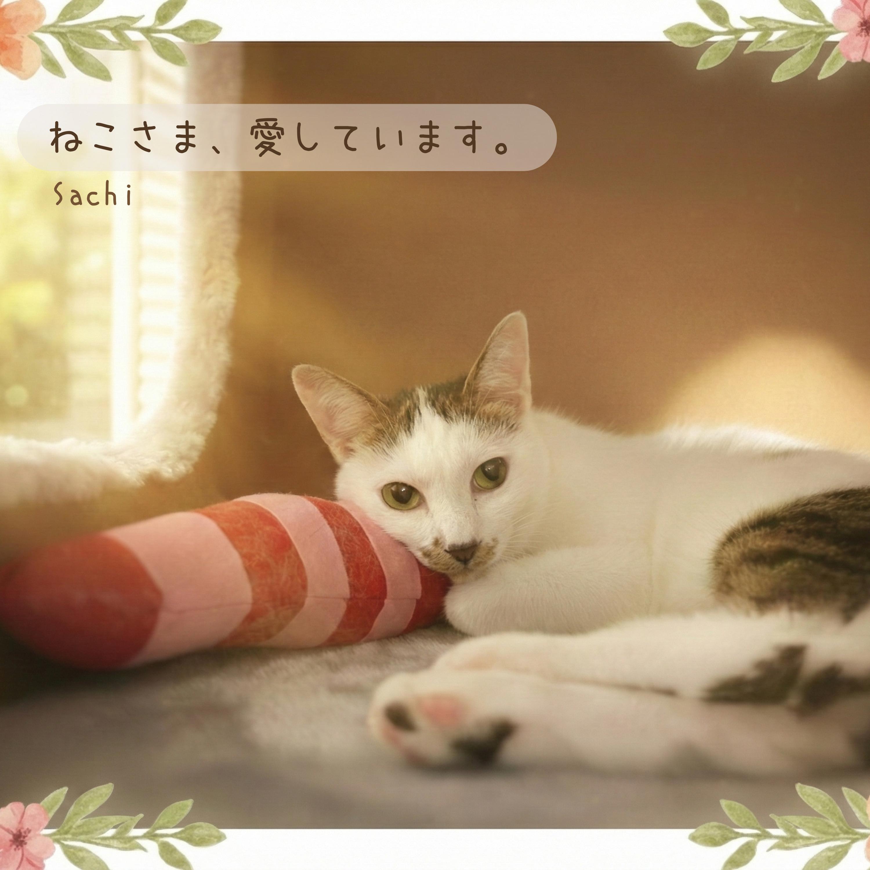 ねこさま、愛しています。