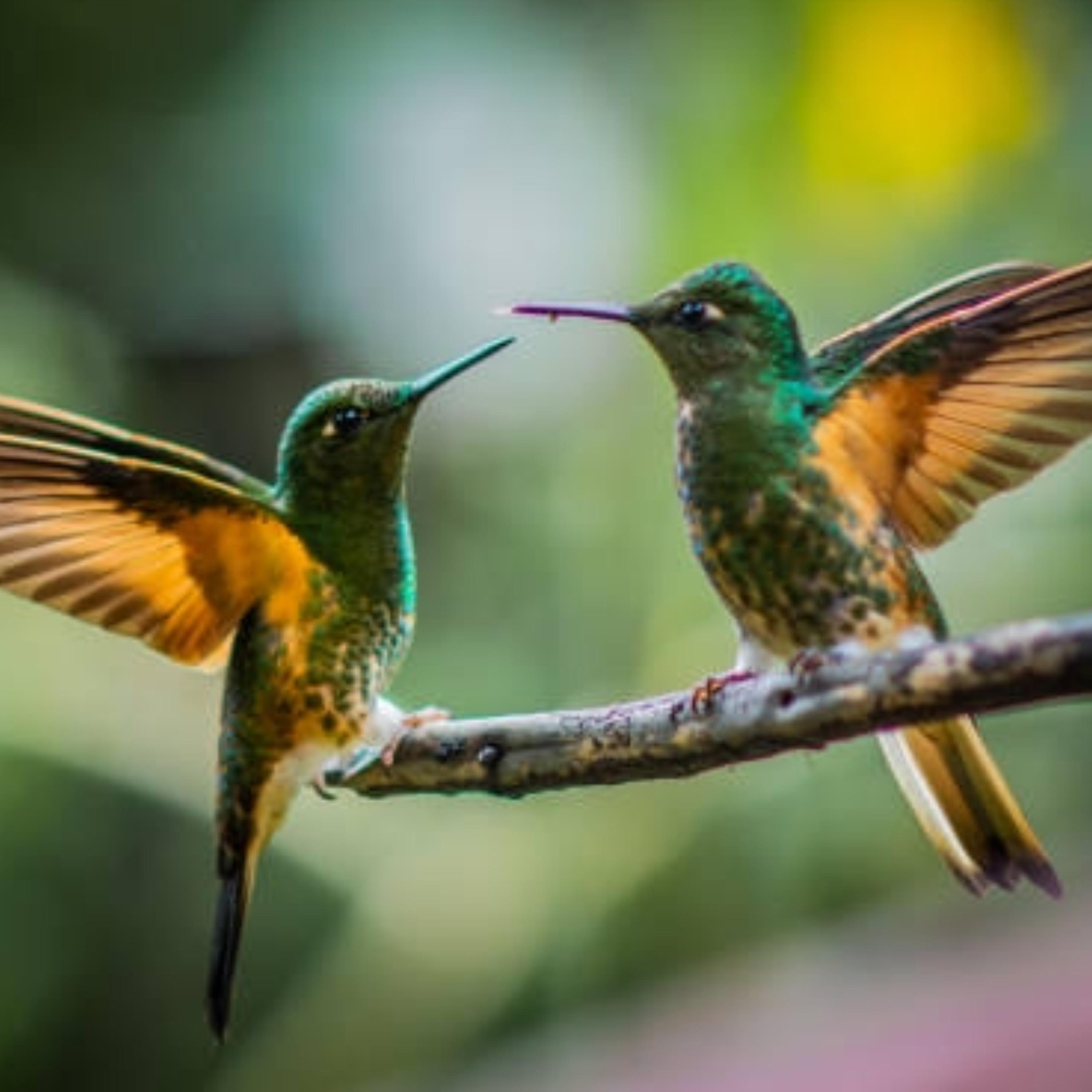 Colibrì