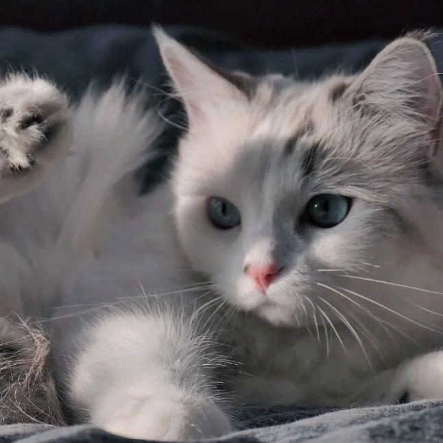 彼岸年华_宛如豆蔻