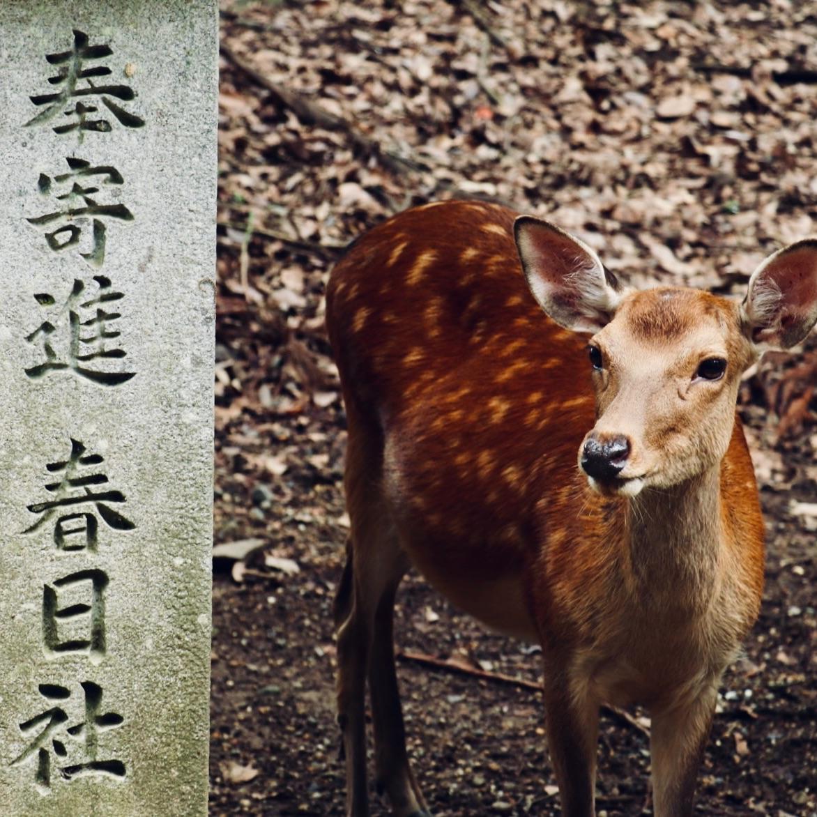 風の詩/风之诗（钢琴cover Kotaro Oshio）封面