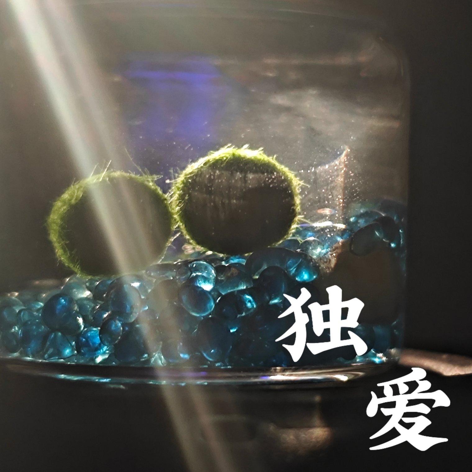 独爱（feat.星尘）封面