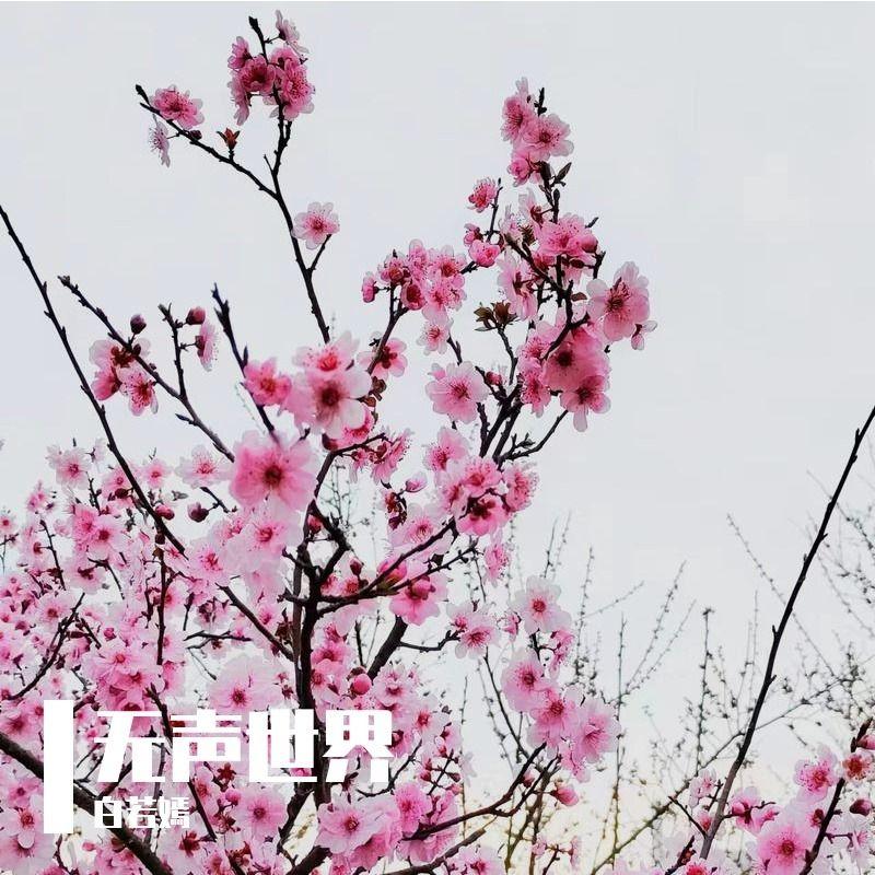 那个他 （cover：赵泳鑫）封面