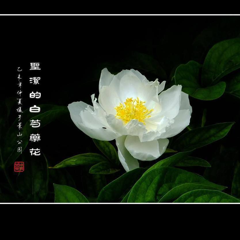 白芍花开封面