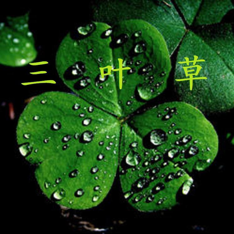 樱花落封面