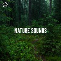 Nature Sounds