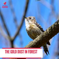 The Gold Dust in Forest