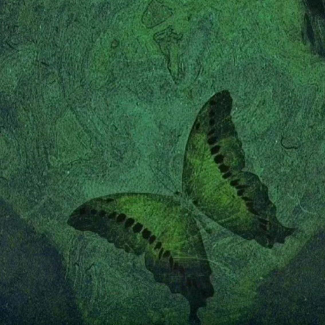空欢喜封面