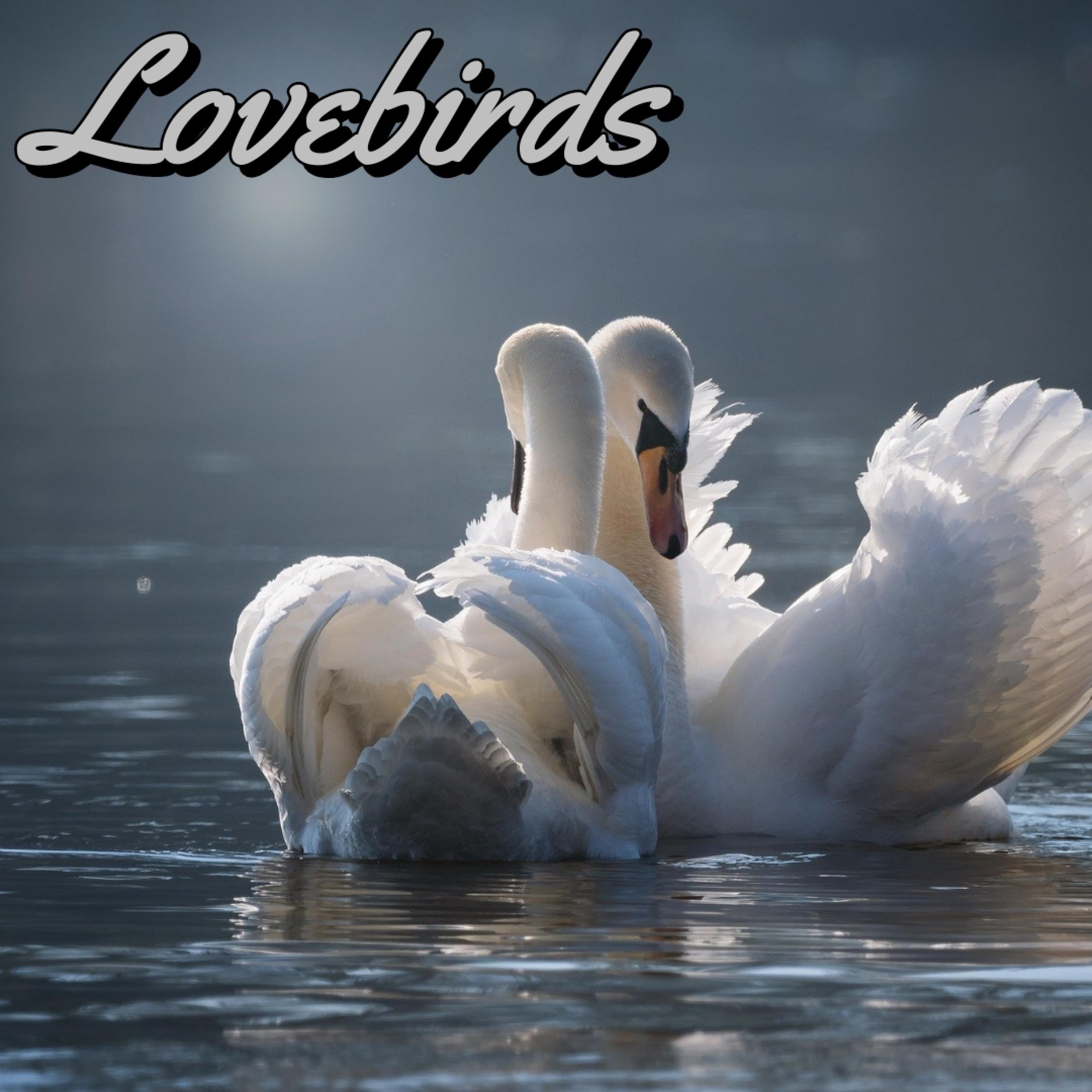 Lovebirds (feat. ashes.)