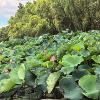 林逸风 - 清明碎念