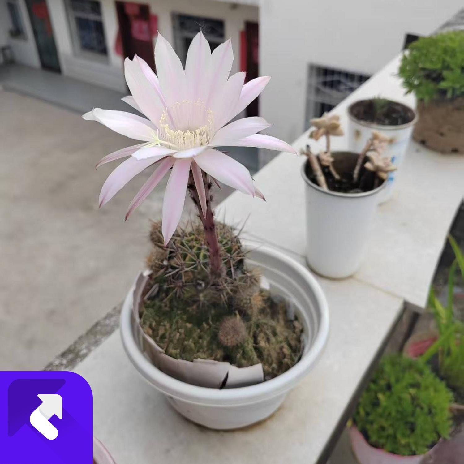 晨雾中的等待 (现场)封面