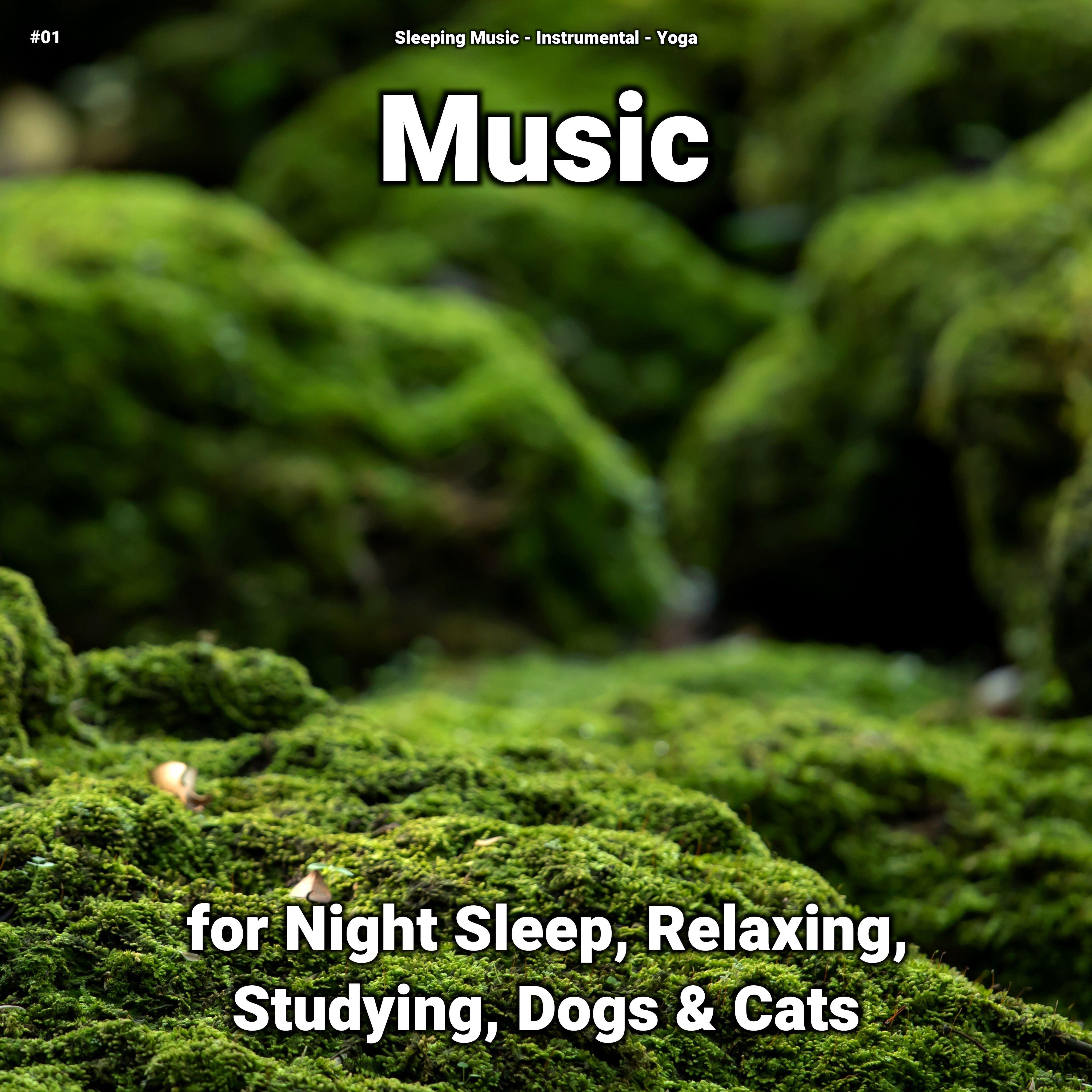 Harmonious Relaxation Music Sleeping Music/Instrumental/Yoga 单曲 网易云音乐