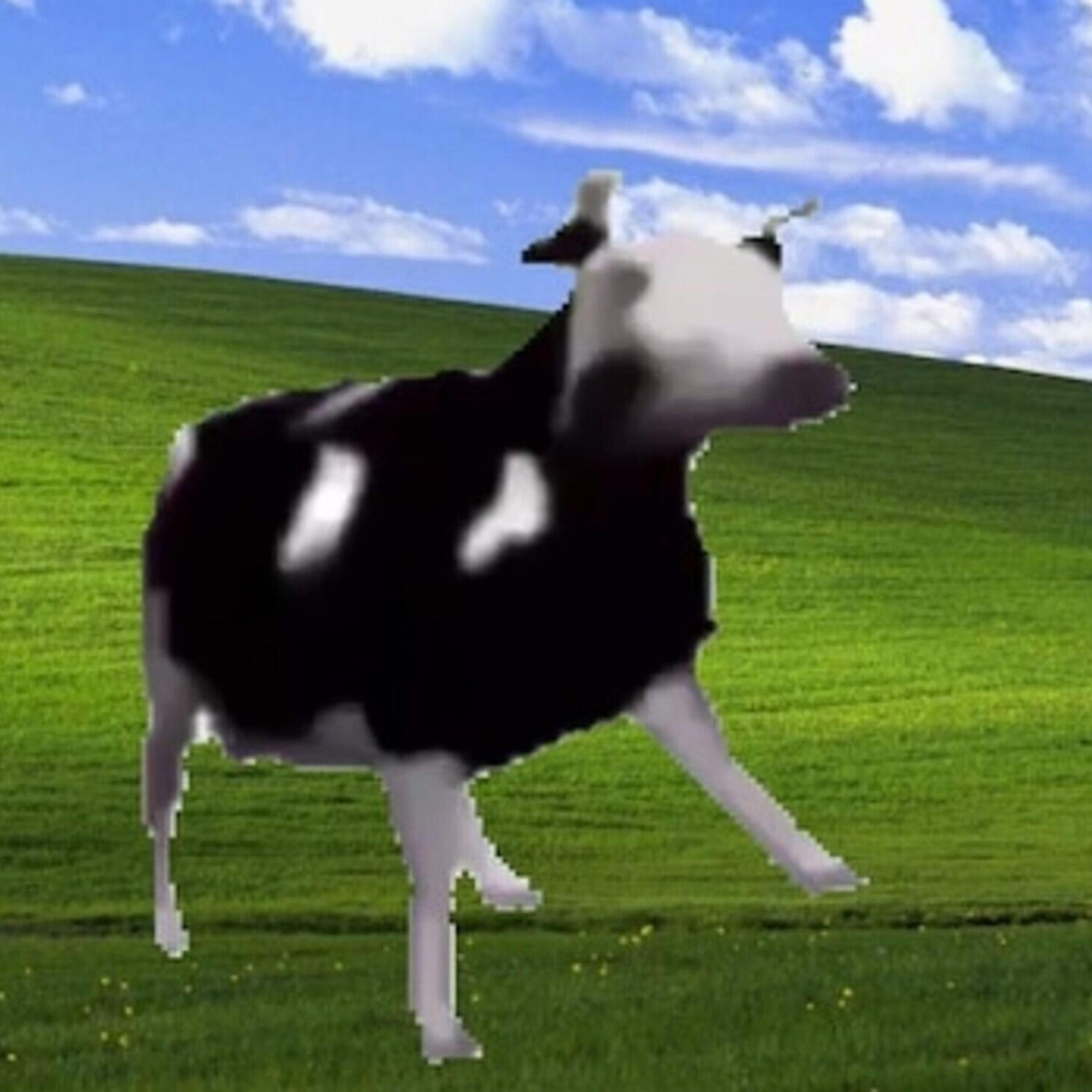 Dancing Polish Cow