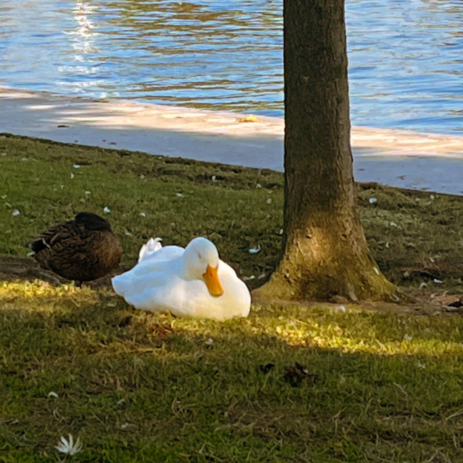 铃木真海子&chelmico