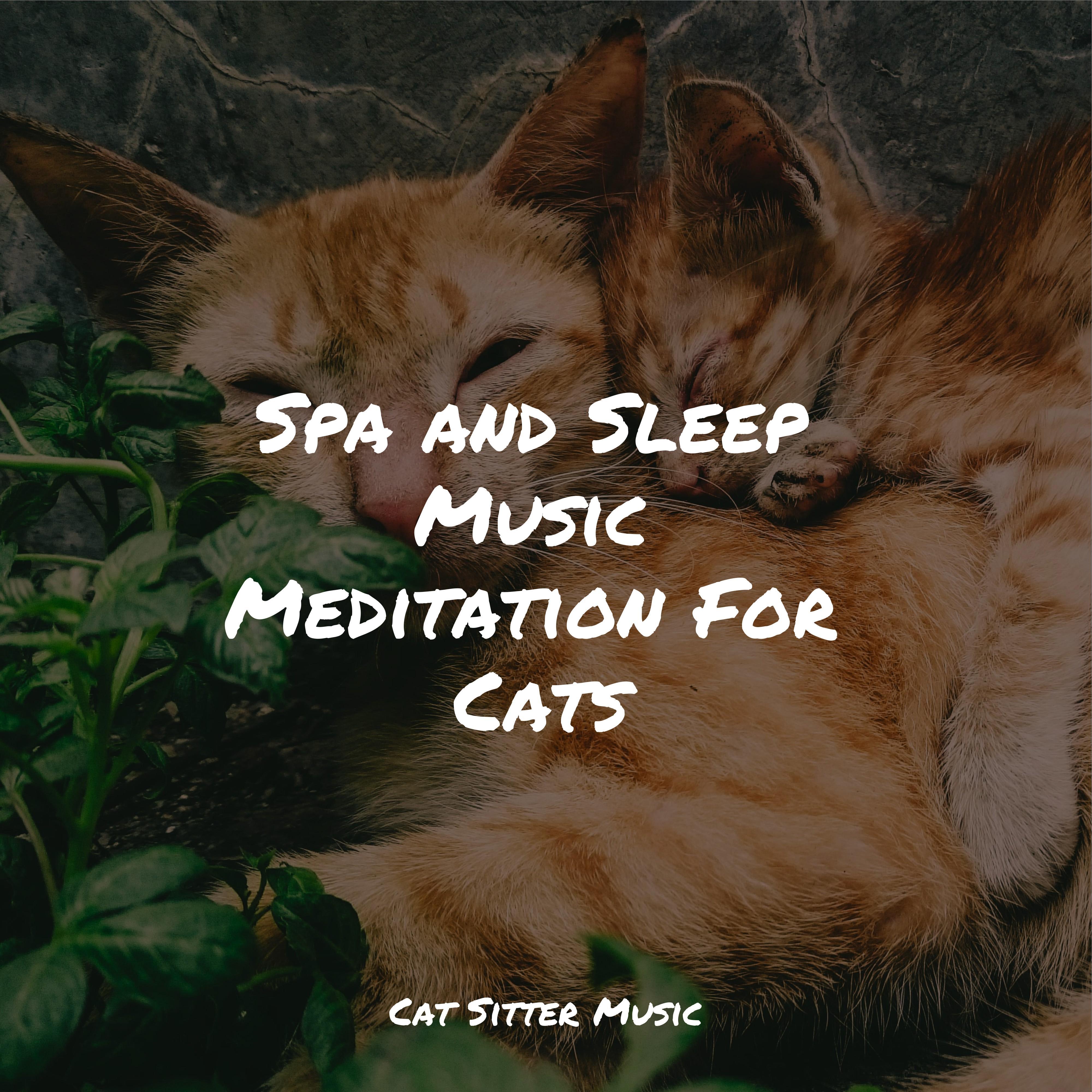 Spa and Sleep Music Meditation For Cats - Jazz Music for Cats - 专辑 - 网易云音乐