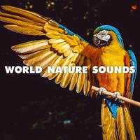 Pure Nature - Rainforest