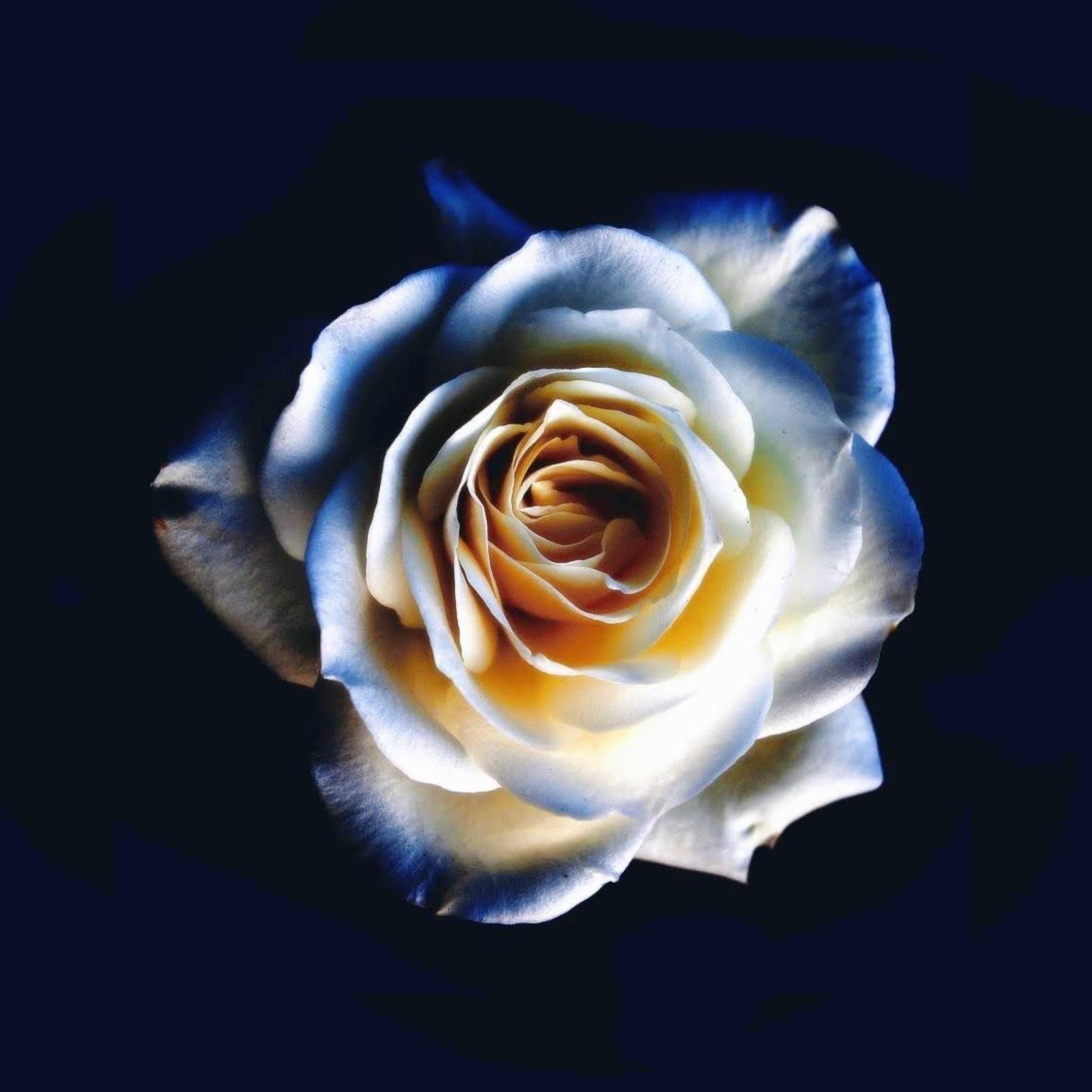 サックスで泣きたい