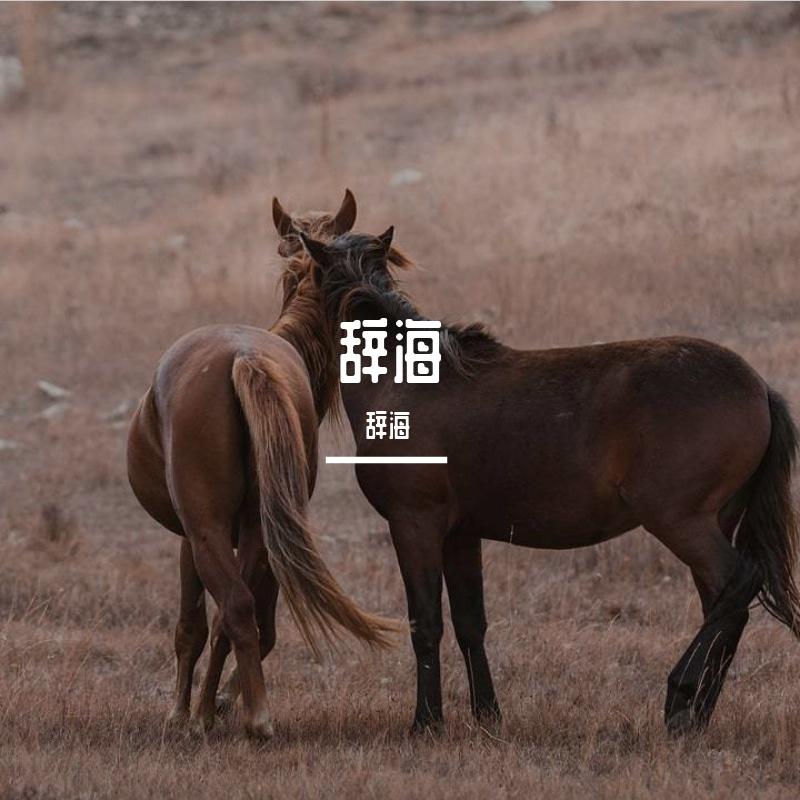不会再有我封面