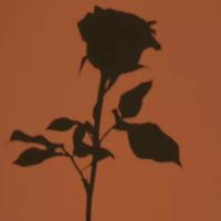 蜂溪瑰资料,蜂溪瑰最新歌曲,蜂溪瑰MV视频,蜂溪瑰音乐专辑,蜂溪瑰好听的歌