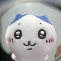 魚