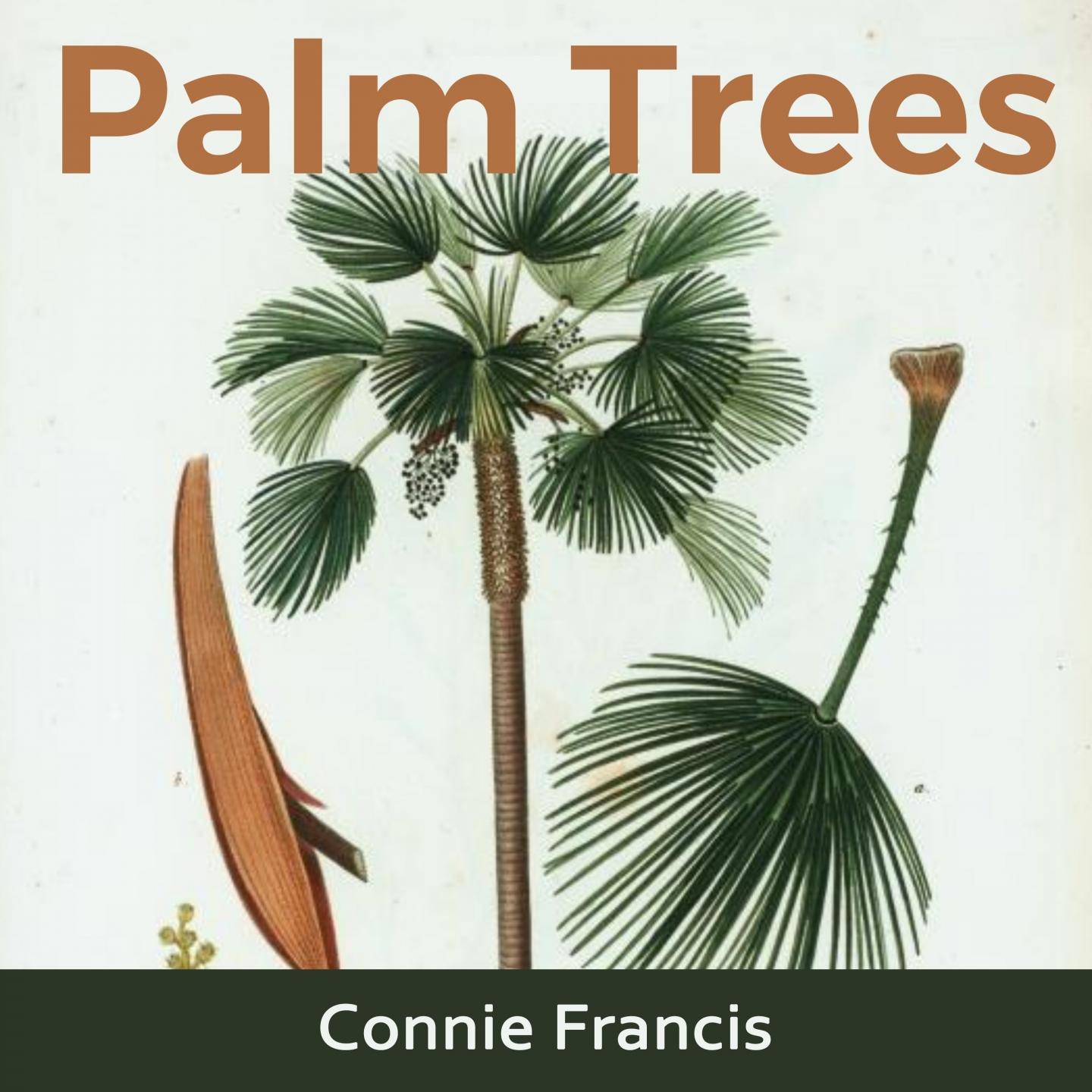 Pretty Little Baby_Connie Francis_Palm Trees | 在线播放_Pretty Little Baby歌词_Pretty Little Baby下载 | 网易云音乐