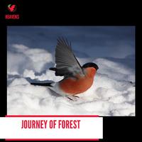 Journey of Forest