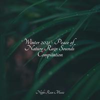 Winter 2021 - Peace of Nature Rain Sounds Compilation