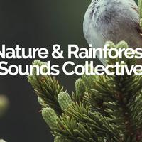 Nature & Rainforest Sounds Collective