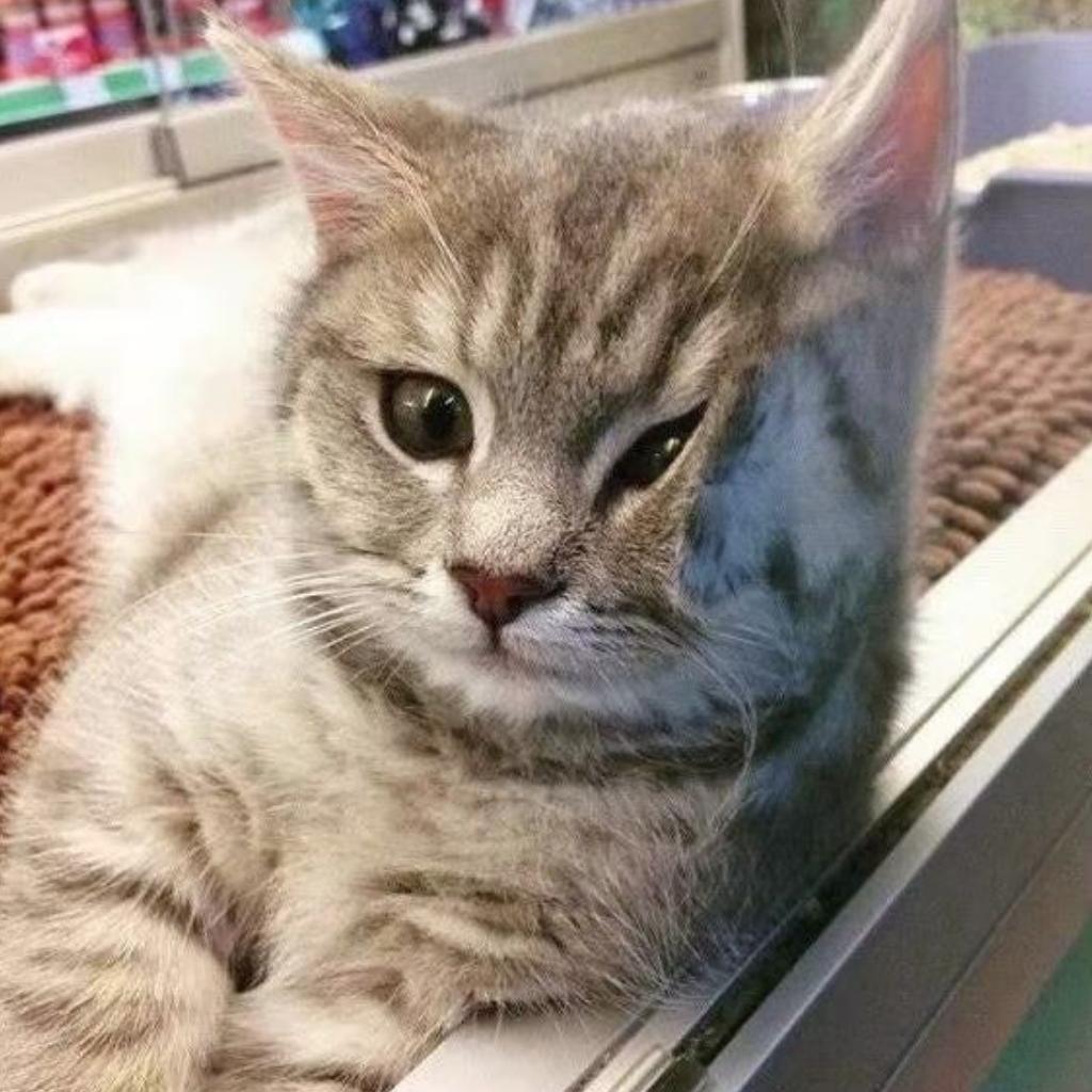 煎粉的说唱歌单