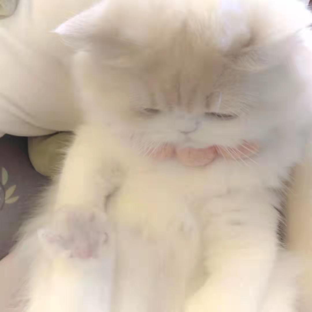 胖头鱼封面