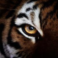 Eye of the Tiger (Rocky Techno Mix)