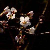 花は咲く(花会绽放flowers will bloom）