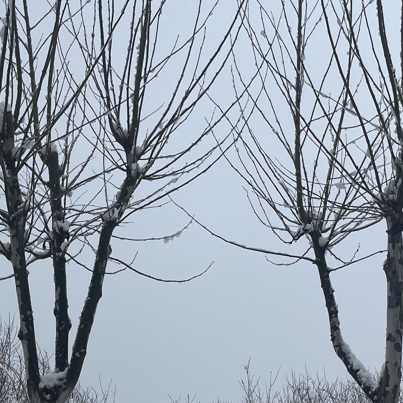 沉默封面