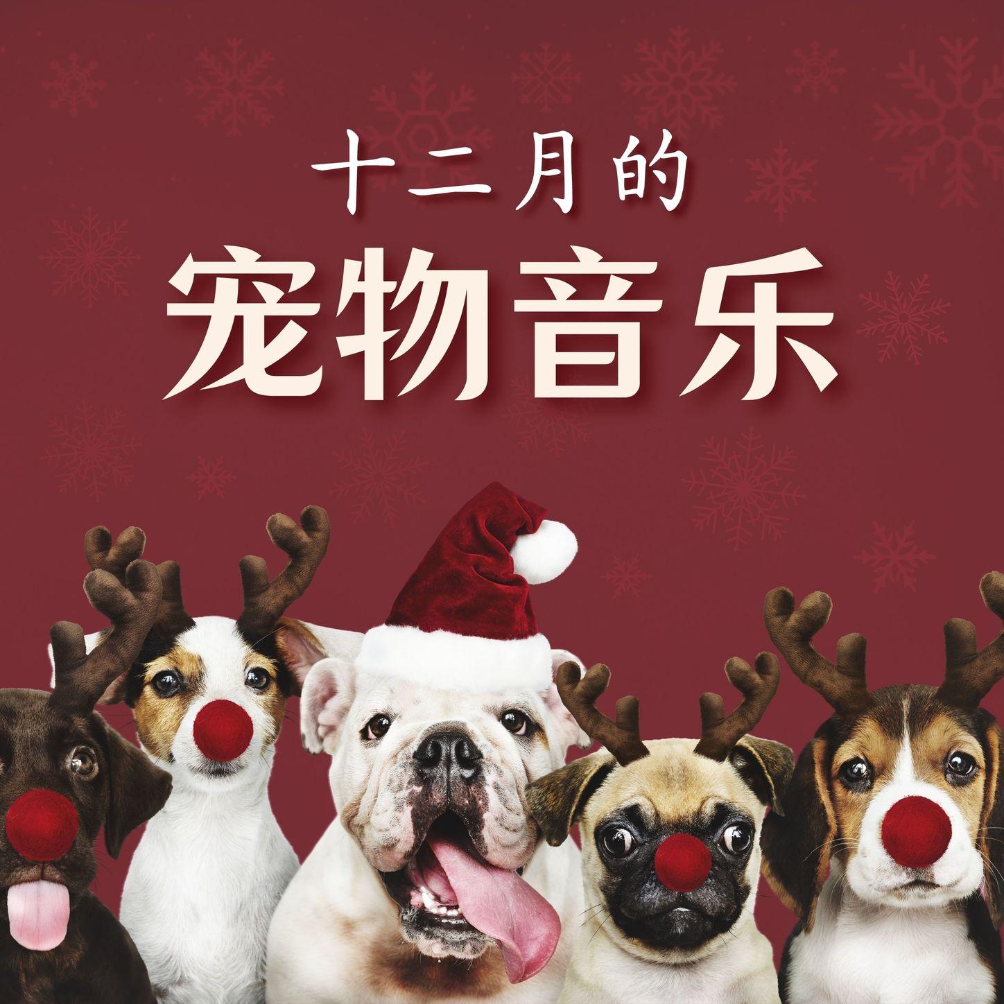 小狗和小猫爱听的歌封面