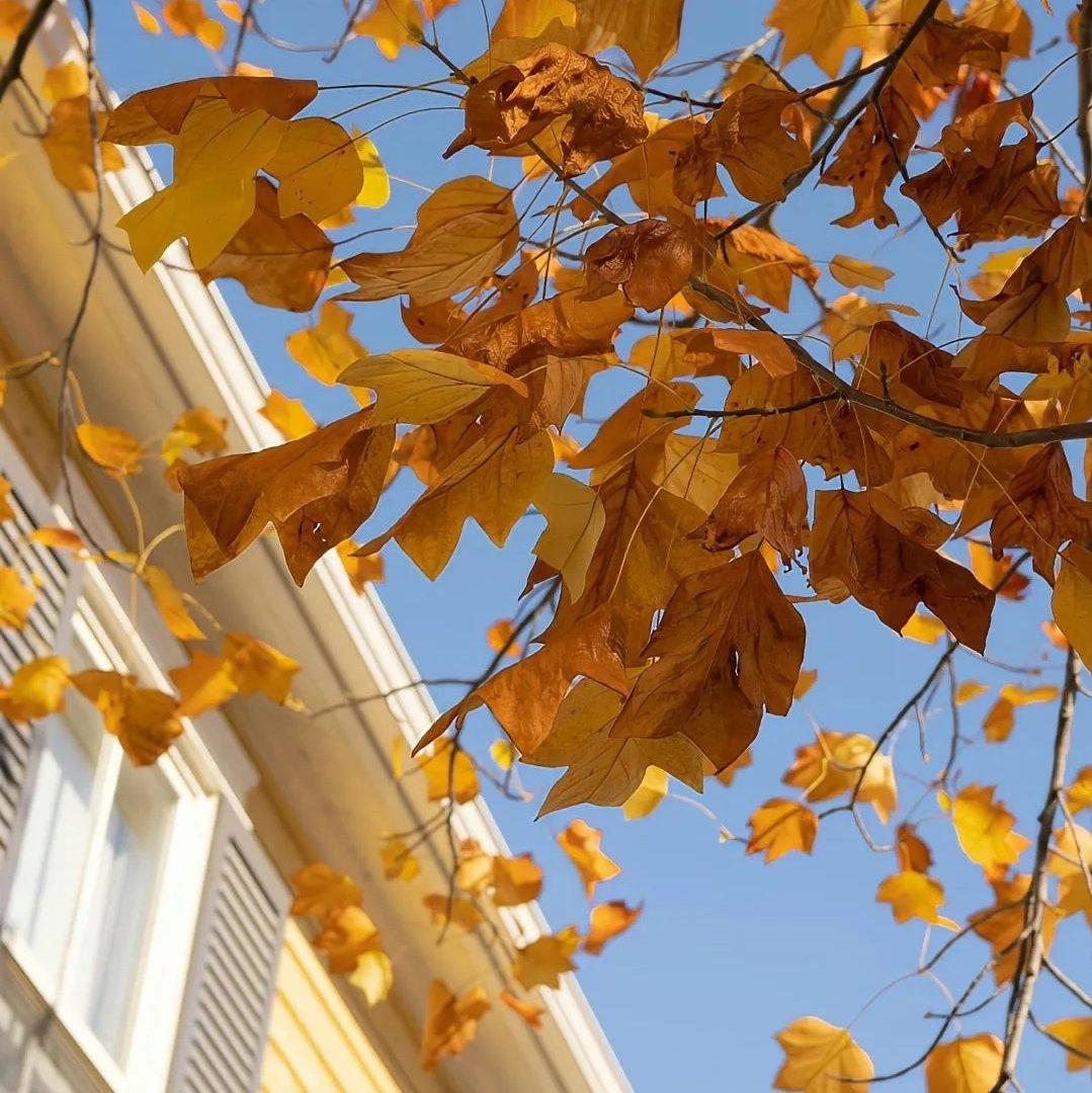 秋冬氛围感｜毛毯、壁炉和玩线球的小猫