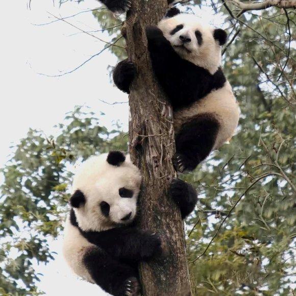 一个熊猫两个头大