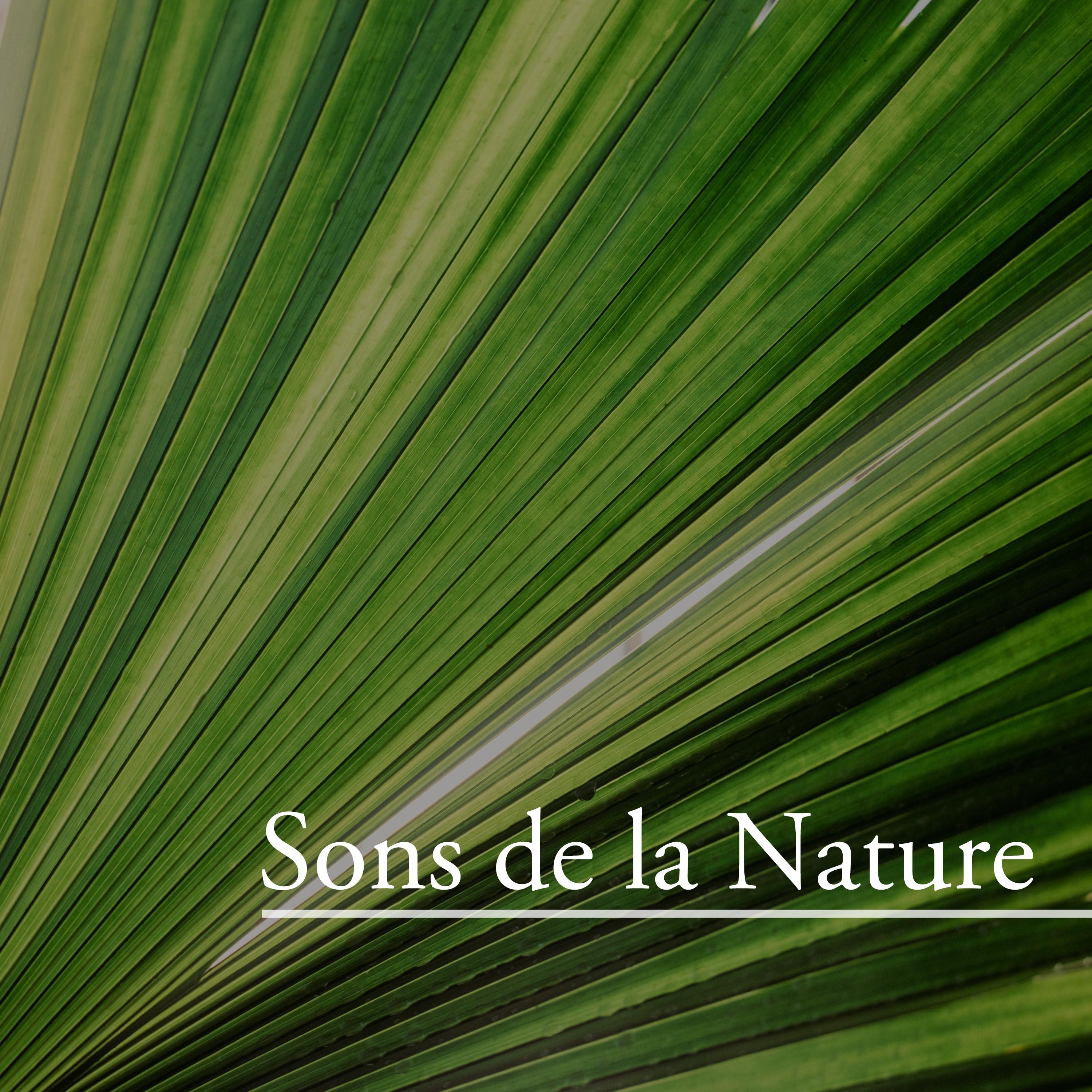 Sons de la nature