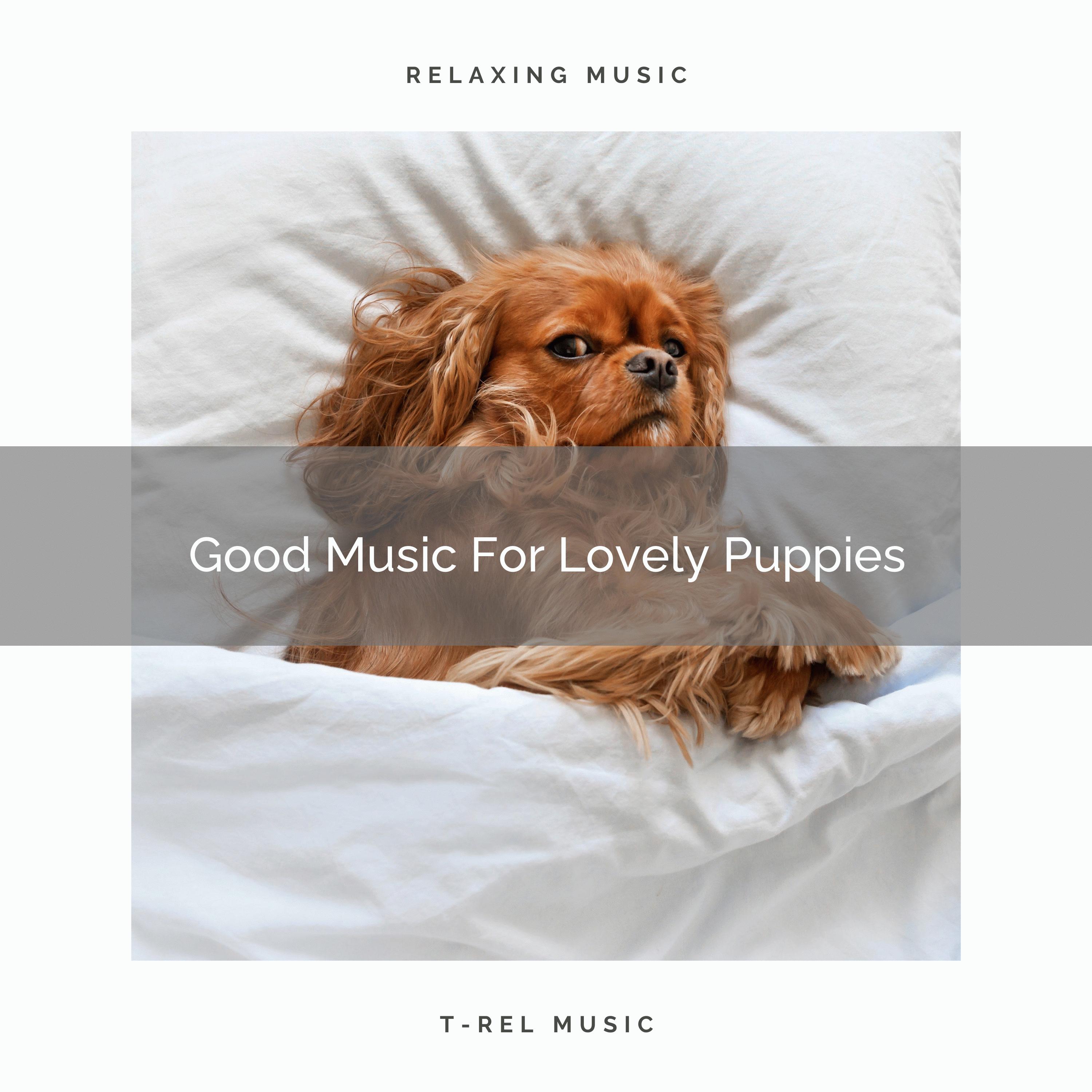 Piano Music For Lovely Dogs
