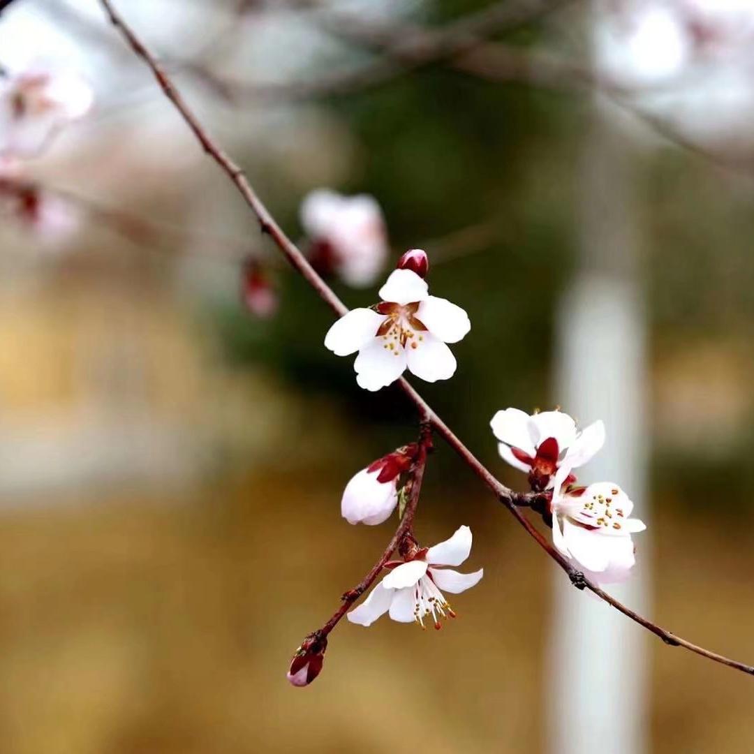 余香（烟嗓）_甘肃省最后的温柔_那年春天 | 在线播放_余香（烟嗓）歌词_余香（烟嗓）下载 | 网易云音乐