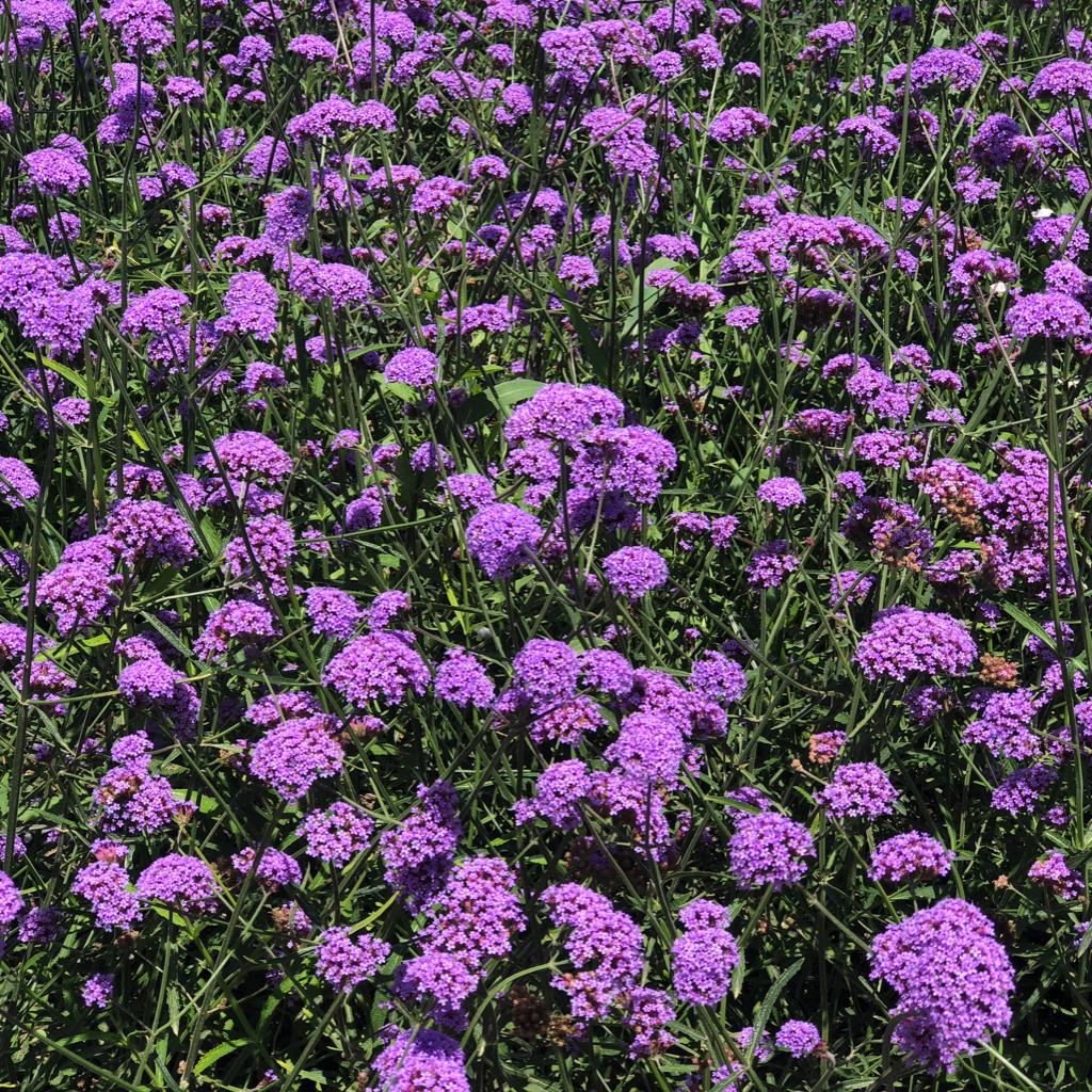 情绪主义（混合版）